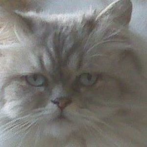 Meet your Posher, Isabelle